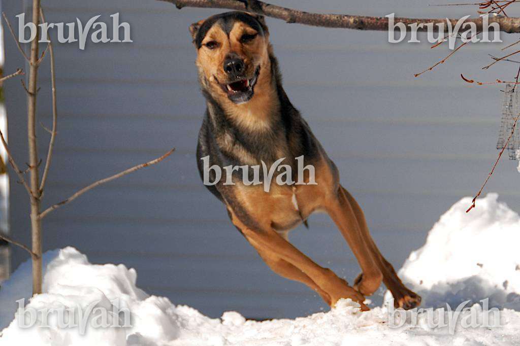 Watermark Images on Upload Sample